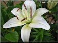 white lily flower