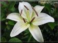 white lily flower