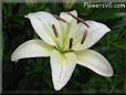 white lily flower