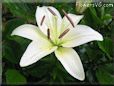 white lily flower