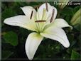 white lily flower