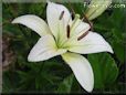 white lily flower