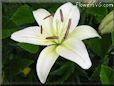 white lily flower