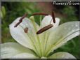 white lily flower