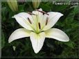 white lily flower