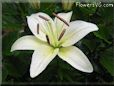 white lily flower