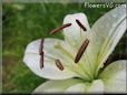 white lily flower