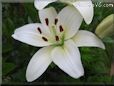 white lily flower