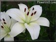 white lily flower