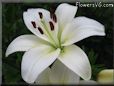 white lily flower