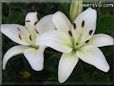 white lily flower