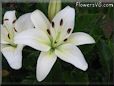 white lily flower