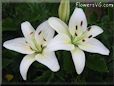 white lily flower