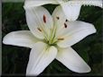 white lily flower