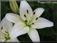 white lily flower