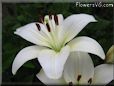 white lily flower