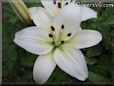 white lily flower