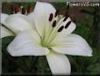 white lily flower