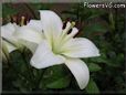 white lily flower