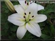 white lily flower