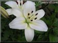 white lily flower