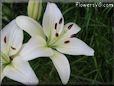 white lily flower