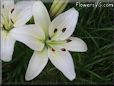 white lily flower