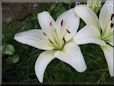 white lily flower
