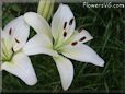 white lily flower