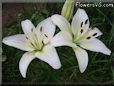 white lily flower