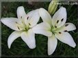 white lily flower