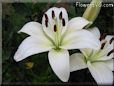 white lily flower