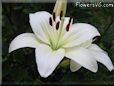 white lily flower