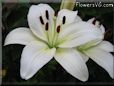 white lily flower
