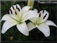 white lily flower