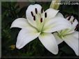 white lily flower