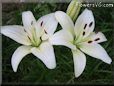 white lily flower