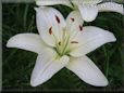 white lily flower