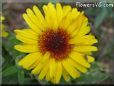 yellow calendula flower
