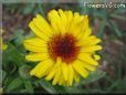 yellow calendula flower