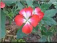 red white geranium flower