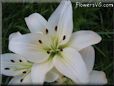 white lily flower