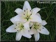 white lily flower
