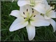 white lily flower