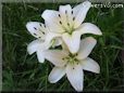 white lily flower