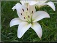 white lily flower