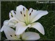 white lily flower