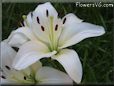 white lily flower