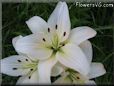 white lily flower