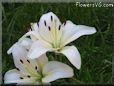 white lily flower